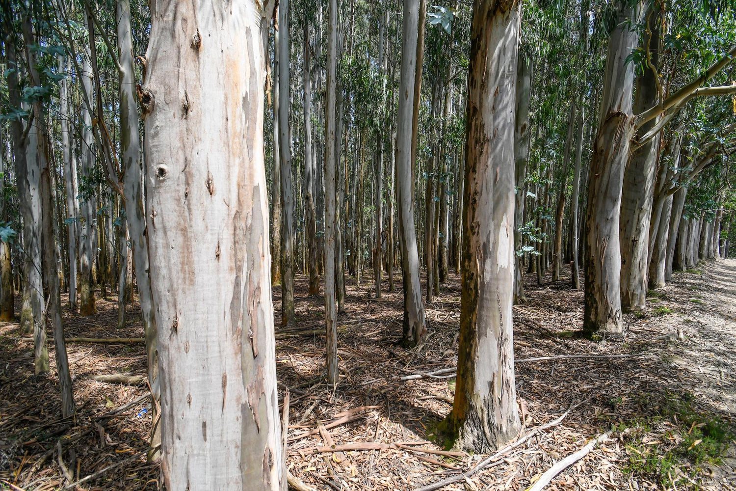 Link to Our Materials