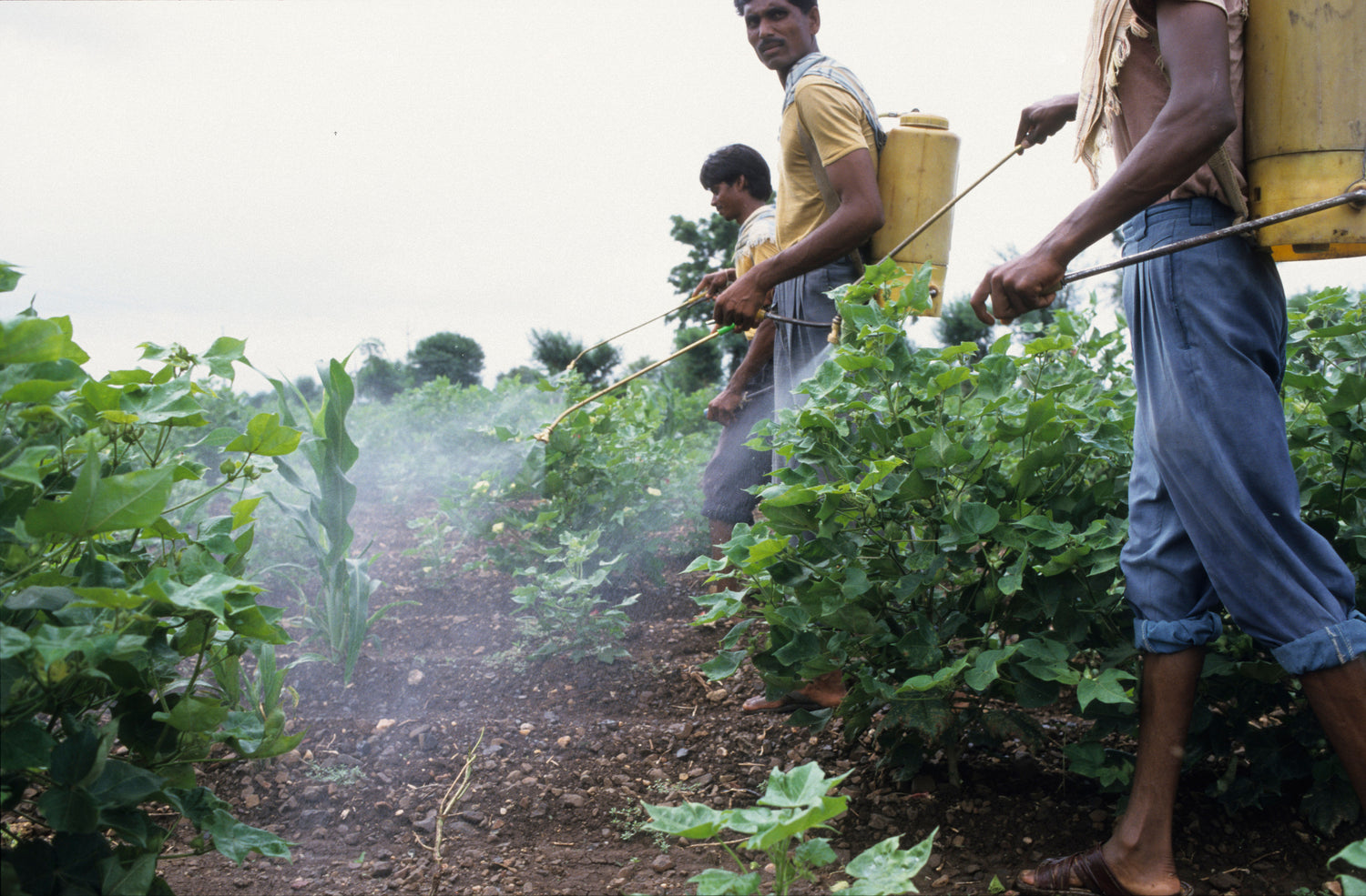 People spraying chemicals on plants